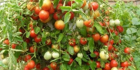 Na kojoj udaljenosti saditi paradajz u stakleniku